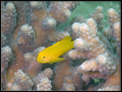 Gobiodon okinawae