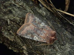 Cerastis leucographa