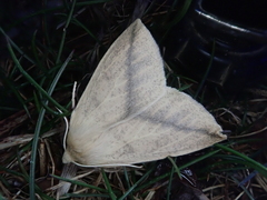 Descoreba simplex