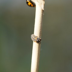 Hippodamia variegata