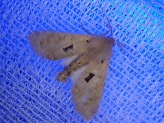 Orthosia carnipennis