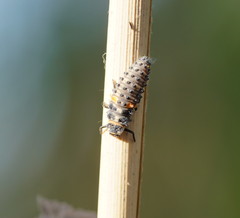 Hippodamia variegata
