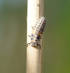 Hippodamia variegata