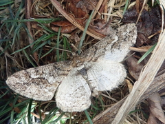 Pseuderannis lomozemia