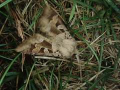 Clavipalpula aurariae