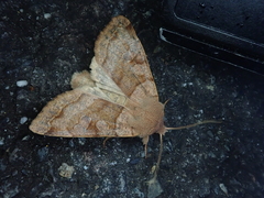 Orthosia aoyamensis