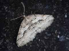 Protalcis concinnata