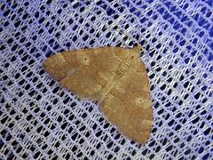 Idiotephria evanescens