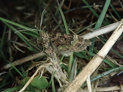 Chloroclystis excisa