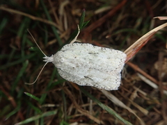 Acleris filipjevi