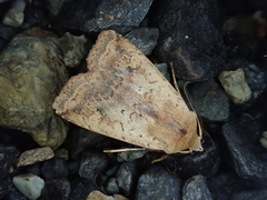 Diarsia deparca
