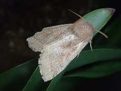 Orthosia ijimai