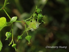 Rubus fraxinifolius