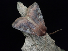 Cerastis leucographa