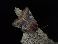 Cerastis leucographa