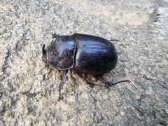 Dichodontus coronatus