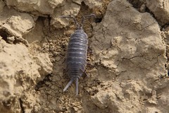 Protracheoniscus major