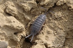 Protracheoniscus major