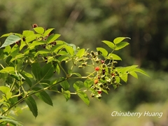 Rubus fraxinifolius