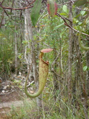 Nepenthes rafflesiana