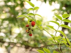 Rubus fraxinifolius
