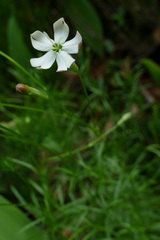 Silene saxifraga