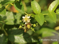 Rubus fraxinifolius