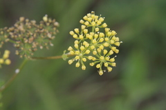 Polytaenia