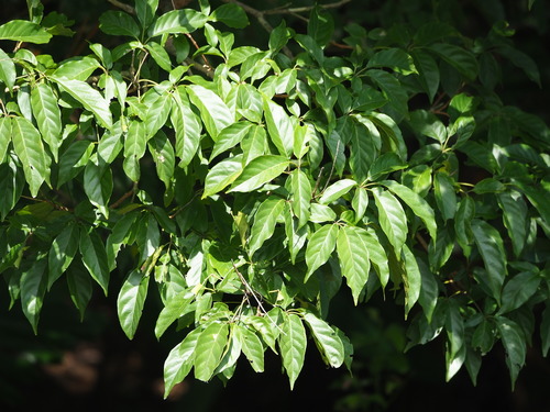 Vitex quinata (Lour.) F.N.Williams