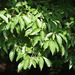 Vitex quinata - Photo no rights reserved, uploaded by 葉子