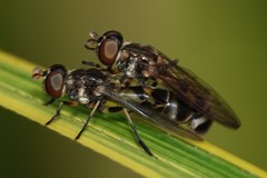 Spheginobaccha