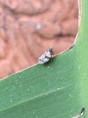 Hemiptera