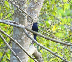 Surniculus dicruroides