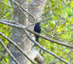 Surniculus dicruroides