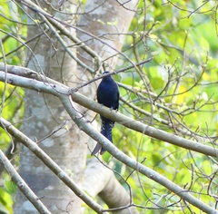 Surniculus dicruroides