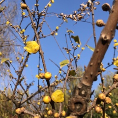 Chimonanthus praecox