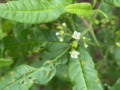 Zieria smithii