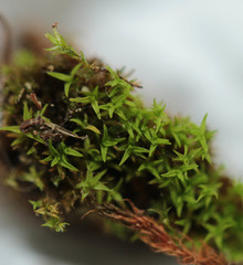 Pseudocrossidium revolutum