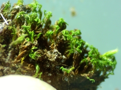 Pseudocrossidium revolutum