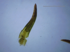 Pseudocrossidium revolutum