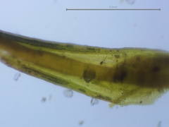 Pseudocrossidium revolutum