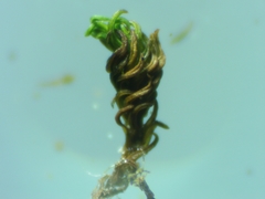 Pseudocrossidium revolutum