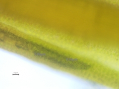 Pseudocrossidium revolutum