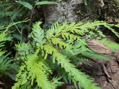 Selaginella moellendorffii