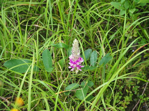 Image of Uraria crinita by no rights reserved