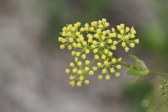 Polytaenia