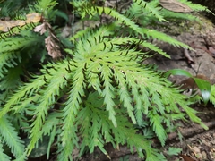 Selaginella moellendorffii