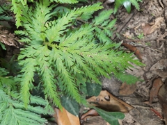 Selaginella moellendorffii