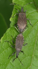 Dicranocephalus medius
