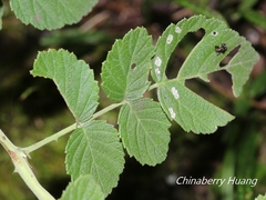 Rubus incanus